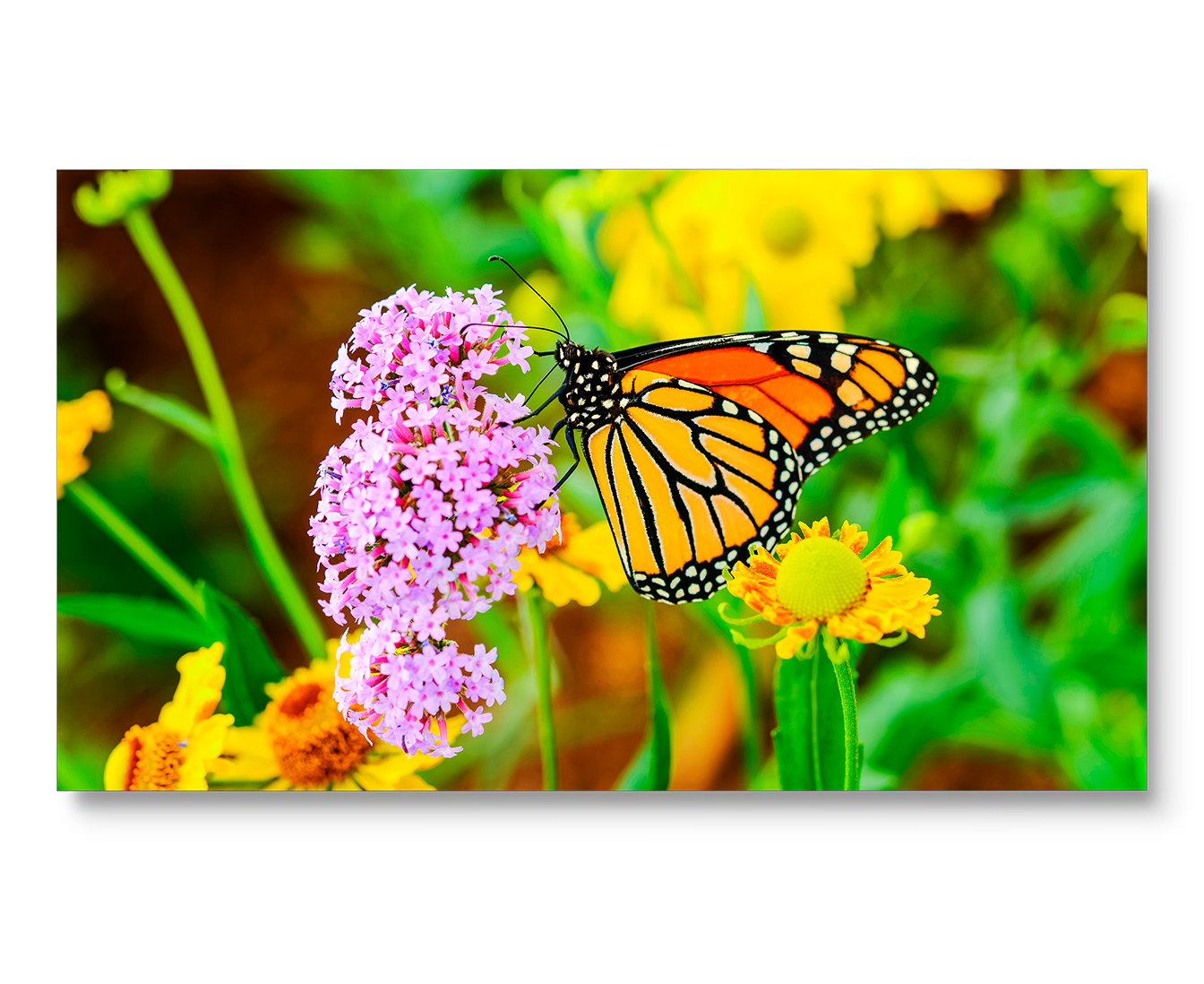 UN552S | 55in Ultra-Narrow Bezel Video Wall Display